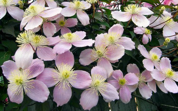 Clematis bjergrosa: plantning og pleje, anmeldelser, fotos