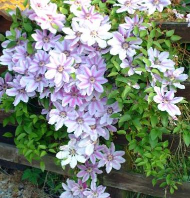 Clematis for Urals. Variety. Særlige egenskaber ved at vokse