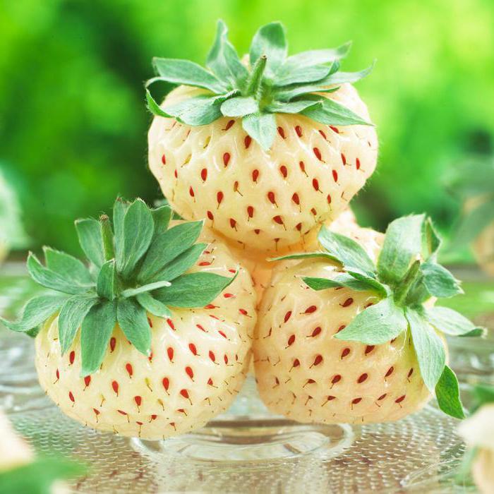 Pineberry jordbær