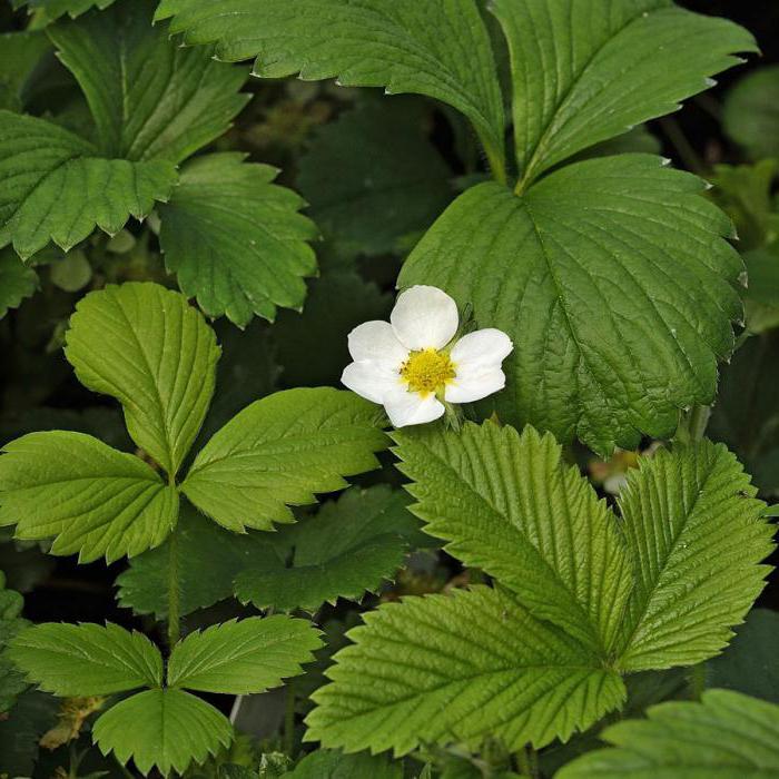 Pineberry jordbær sort