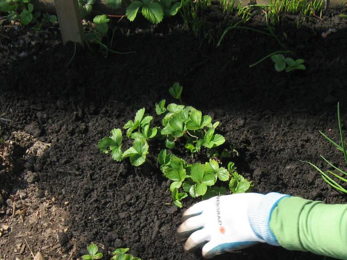 jordbær marshmallow plantning og pleje