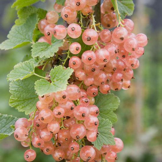 Kolonformet currant: Beskrivelse af sorter, plantning og pleje