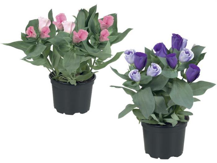 indendørs blomster eustoma pleje derhjemme