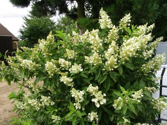 Skønhed-hortensia i Sibirien