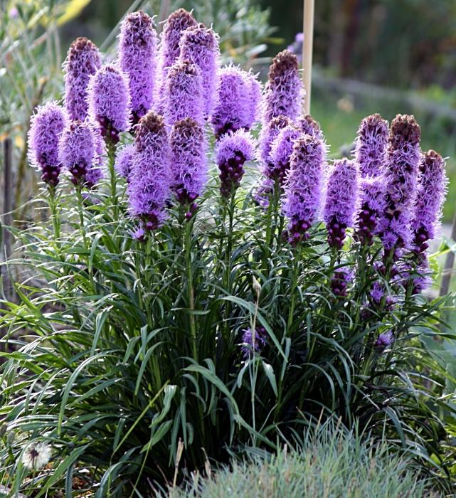 Liatris. Plantning og pleje