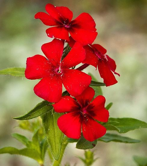 phlox blomster