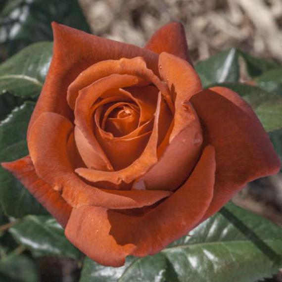 Gardener's Dream - Terracotta Rose