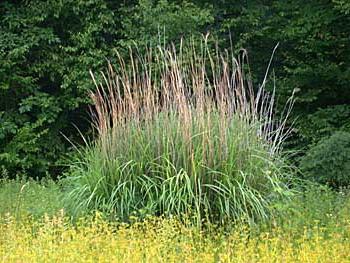 Miscanthus - kinesisk reed