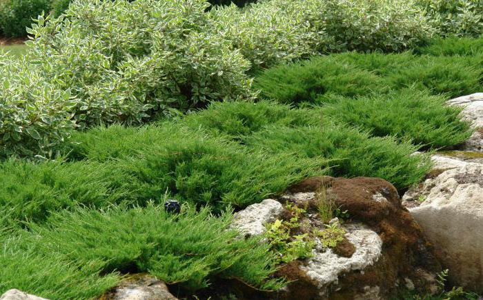 Juniperus vandret Andorra kompakt: beskrivelse, plantning, pleje, funktioner