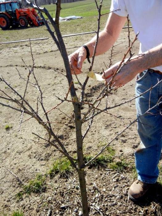 Beskæring af æbletræer i foråret: tips til gartnere