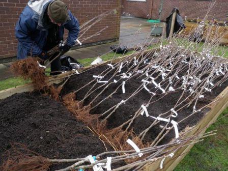 hvordan man stikker kimplanterne til vinteren