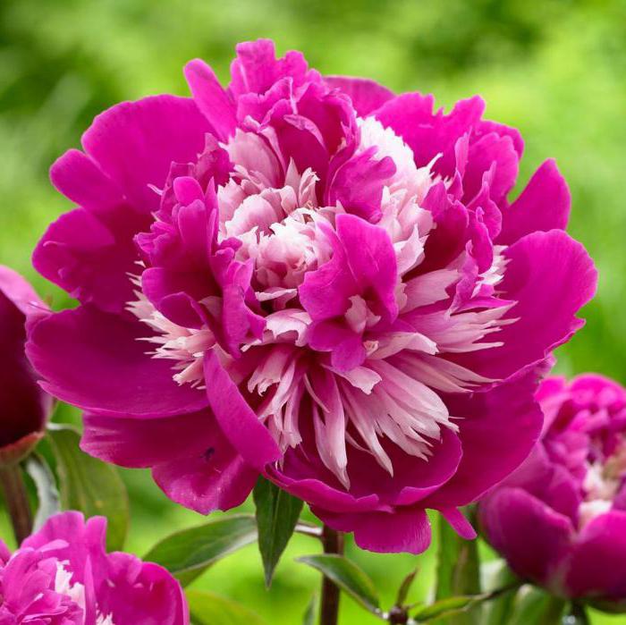 peony berømthed