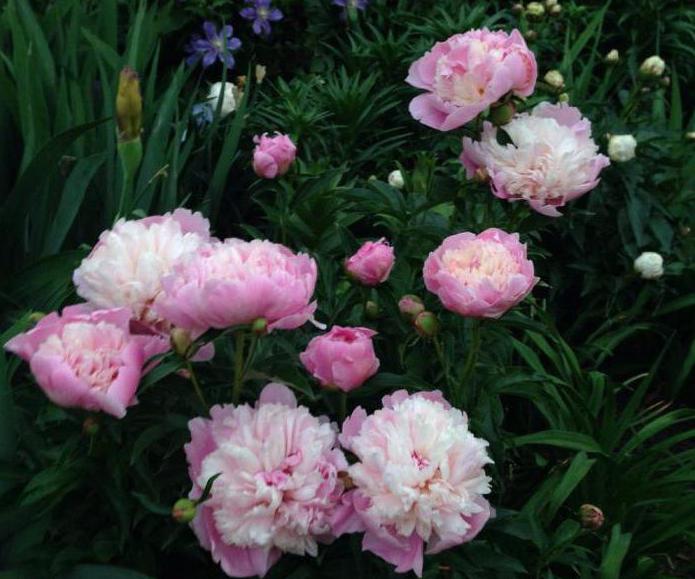 Peony Sorbet: En luksuriøs, flot mand med en gennemsnitlig blomstringstid