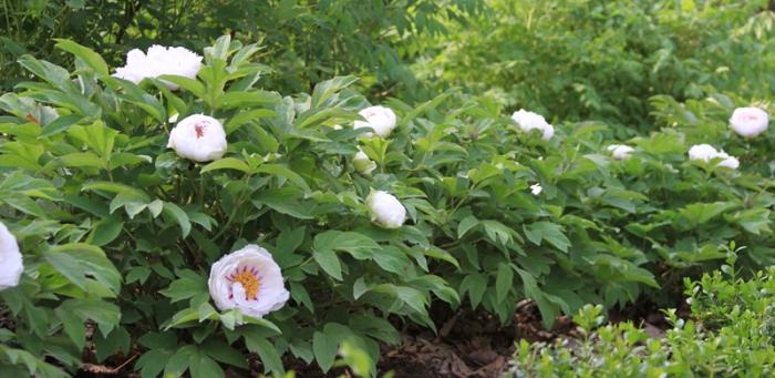 peonies urteagtige plantning og pleje