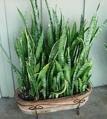 sansevieria fotovård