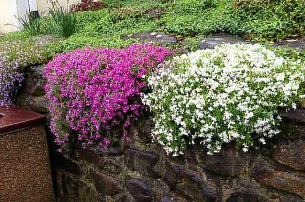 top dressing af phlox i foråret