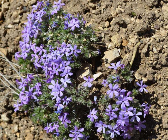 hvordan man plante phlox om foråret