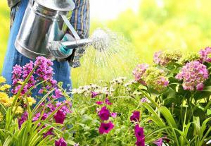 omsorg for phlox i foråret i Urals