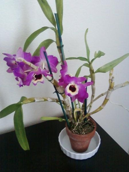 Smuk orkidé dendrobium. Hjemmepleje