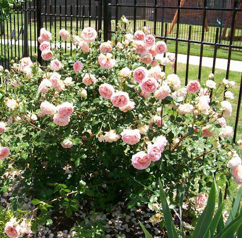 Rose Abraham Derby - en ægte blomsterhave dekoration