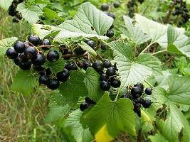 Currant Transplantation i efteråret