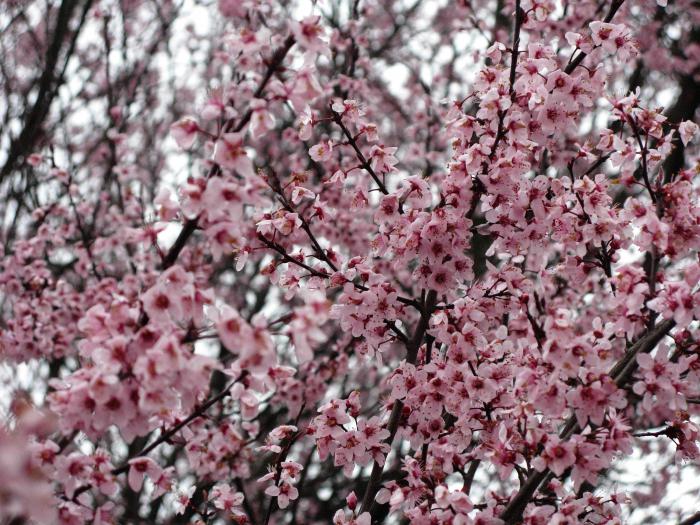 greengage blomme