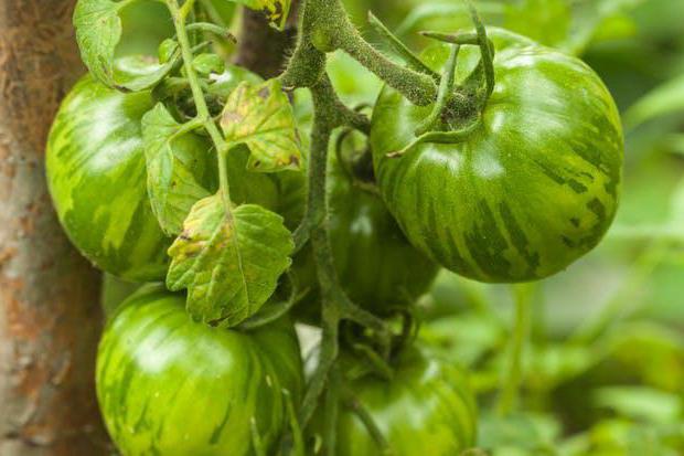 Varianter af grønne tomater til fri grund og drivhuse