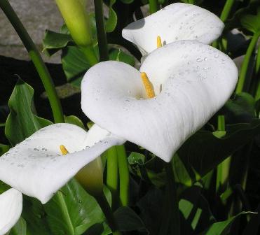 Tips til blomsteravlere: hvordan man plejer en calla derhjemme