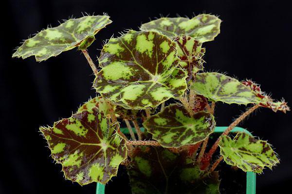 Begonia Tiger Care hjemme