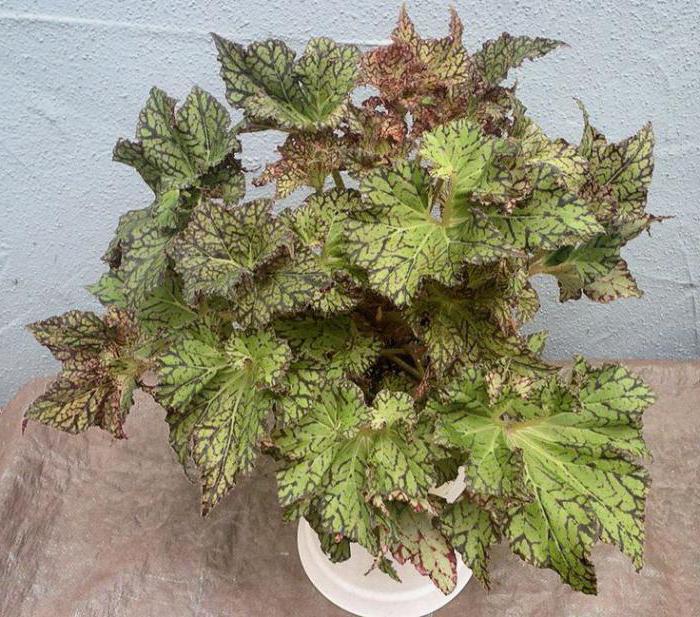 begonia tiger foto