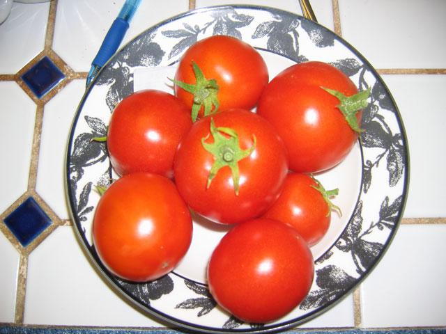 Tomat "Volgograd": træk af sort og landbrugsteknologi