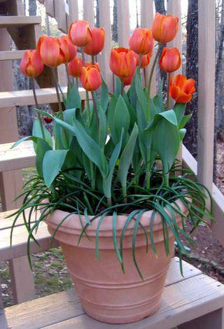 blomster tulipan