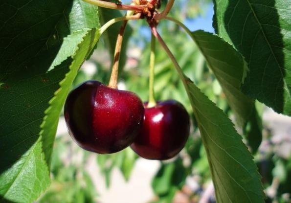 Tasty Cherry Cherry Cherry Cherry: Variety Beskrivelse