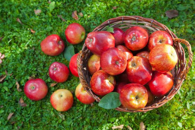 Apple Tree Orlik: Storslåede frugter med en vidunderlig duft