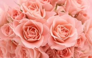 rosa roser