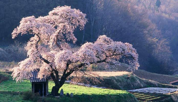 Drøm: Et blomstrende træ er et tegn på held
