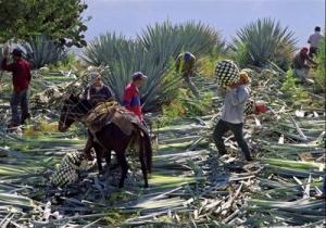 råmateriale til tequila