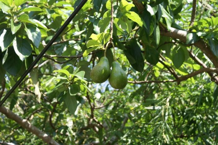 Hvordan man rengør avocado og hvordan man spiser det rigtigt