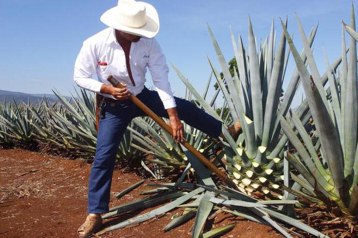 hvordan man skelner mellem en falsk tequila olmeca