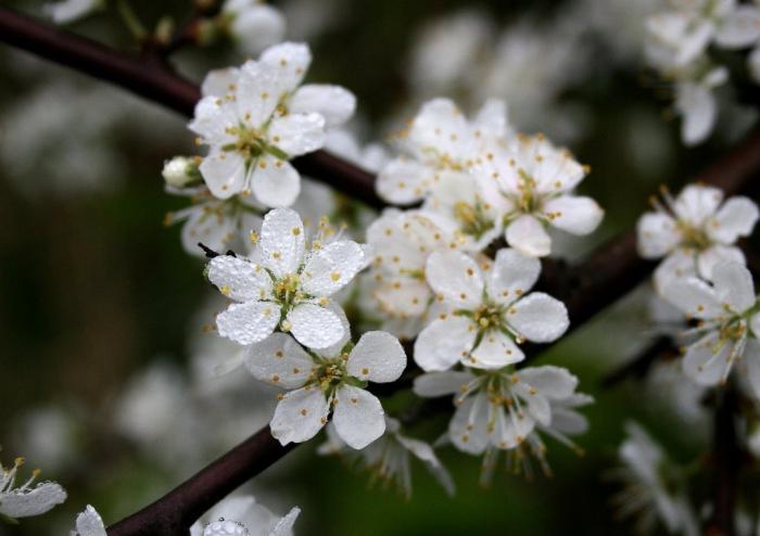 Komplet af blackthorn uden unødig energi!