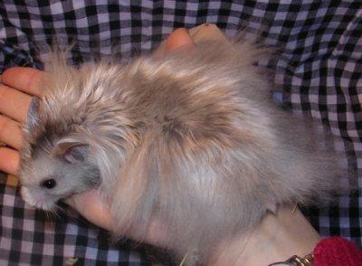 angora hamster billeder