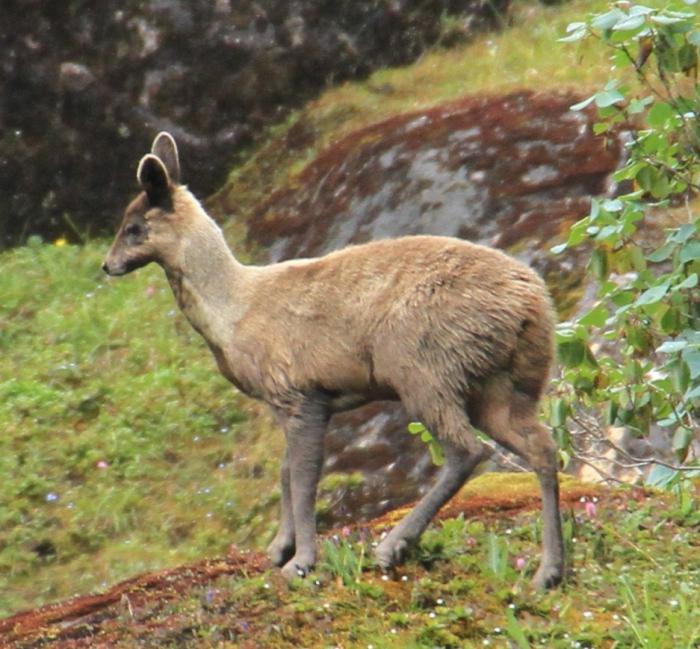 Baikal problemer