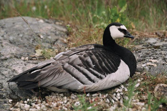 Barnacle Goose - en fugl fra den røde bog