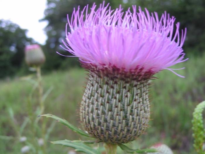 Helbredende plante - stikkende torn