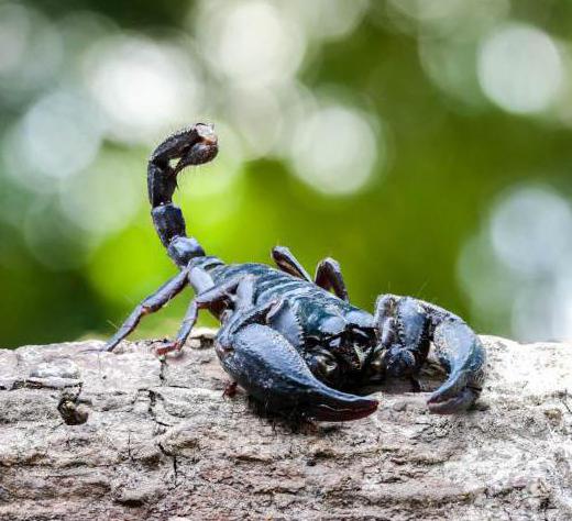 Hvad spiser skorpioner i naturen og terrarium?