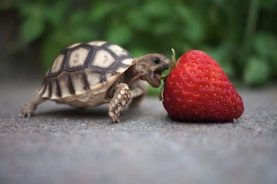 Hvad spiser landskildpadder hjemme?