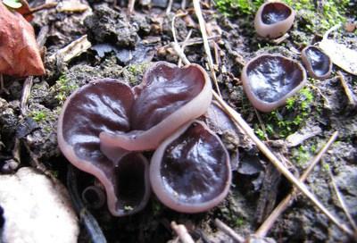 Violet Champignon Foto