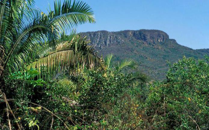 For floderne på den brasilianske og guyanske plateau er typisk