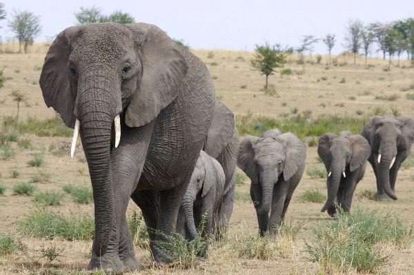 den højeste højde af en afrikansk elefant i skulderen