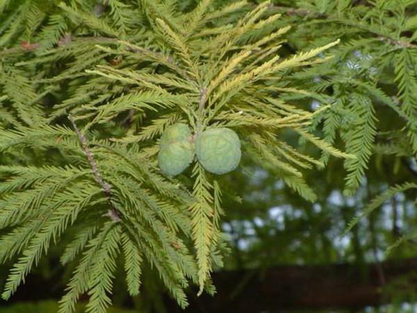 Cypress Marsh: beskrivelse, plantning og pleje